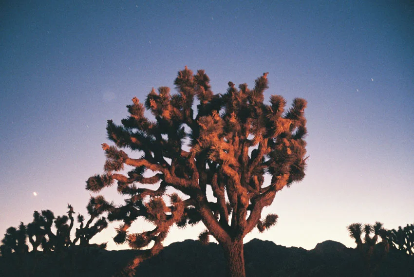 Lia_Kent_Mackillop_Joshua_Tree.jpg