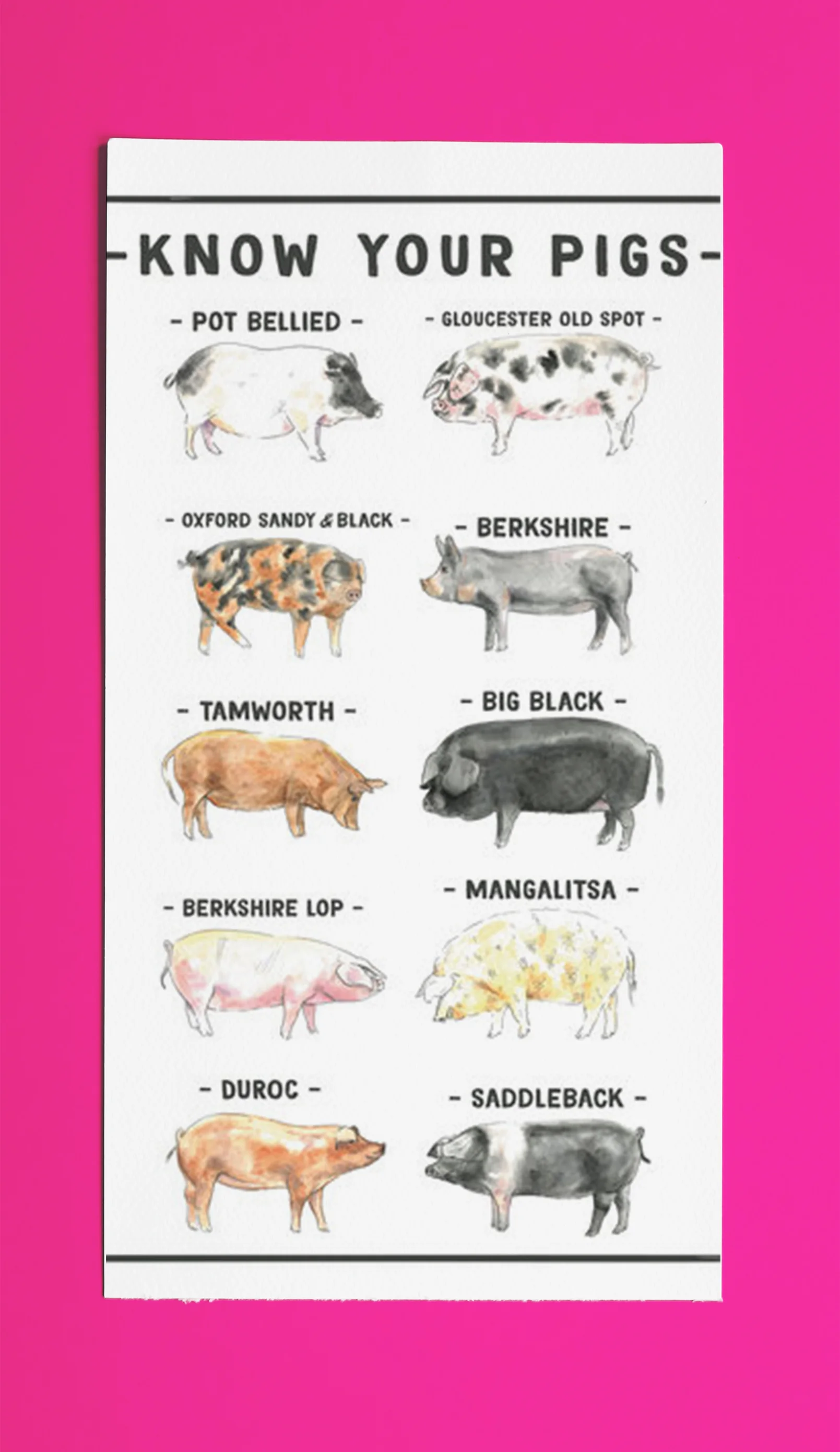 Pigs.jpg