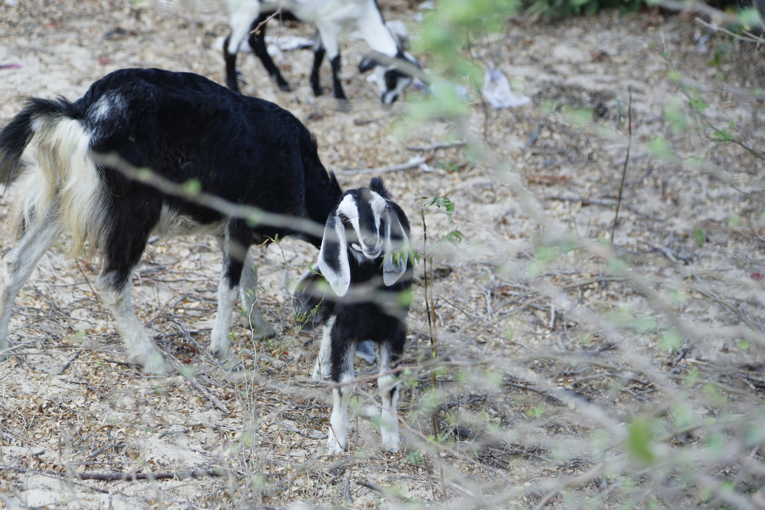 Goats wandering around the area looking for edible plants
