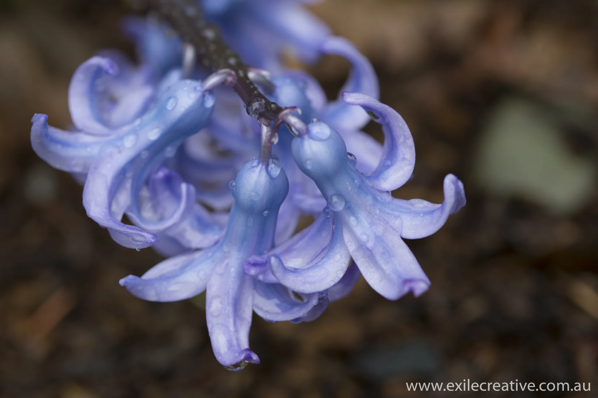A walk through Queenstown Botanical Gardens was both magical and freezing in the rain. My favourite were the Sequoia but I couldn't get a good shot of them. Canon 5Dmiii, 100mm Macro @ 100mm, ISO200, f/4.5, 1/125s