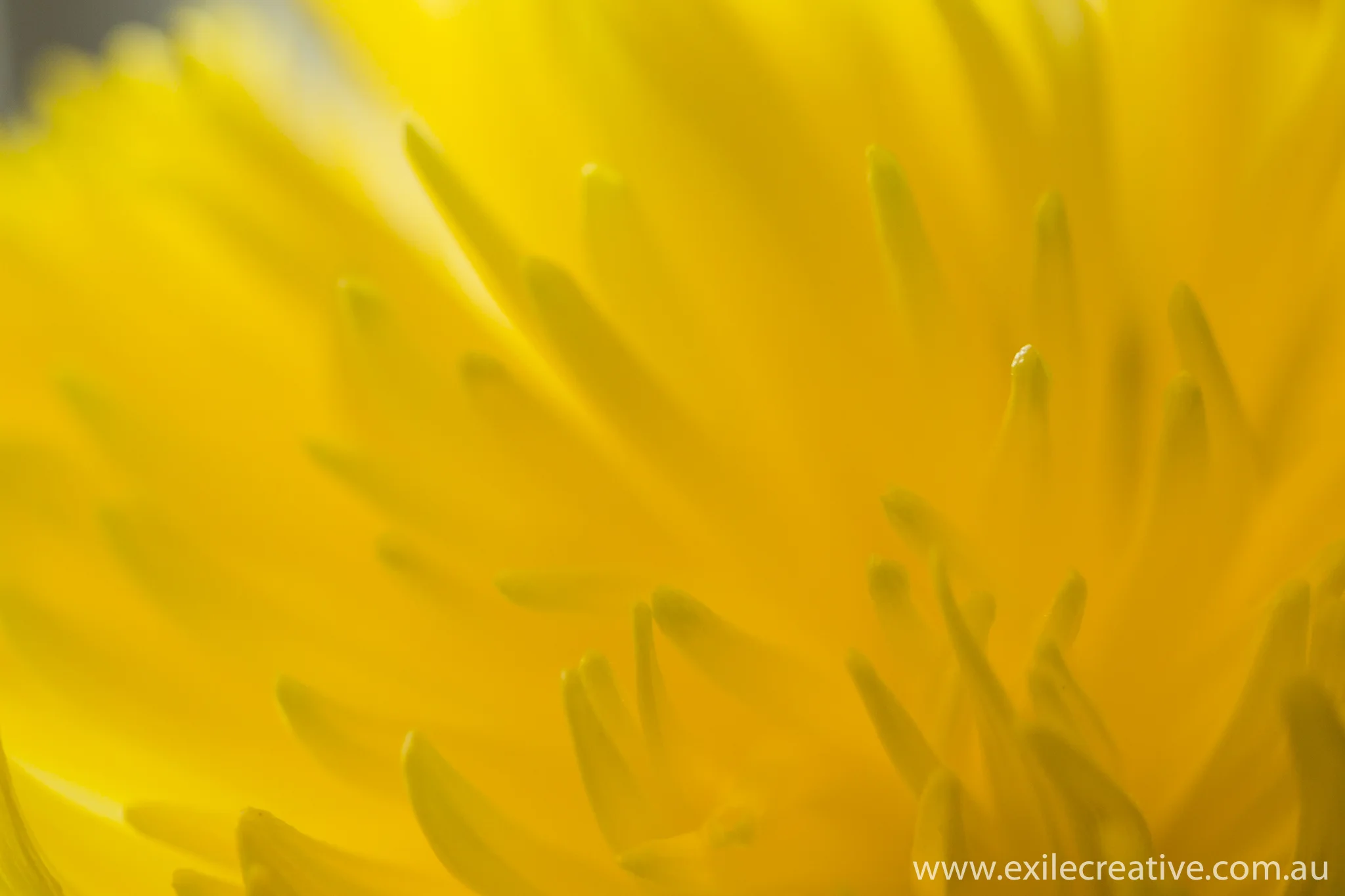 More colour at Peregrine Wines Canon 5Dmiii, 100mm Macro @ 100mm, ISO100, f/3.2, 1/100s