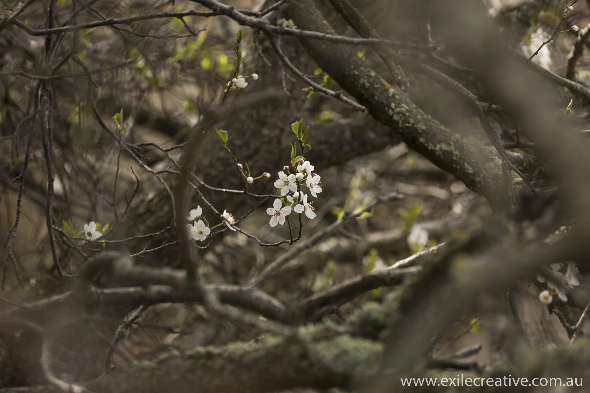 Cherry blossoms in the parking lot at Benmore Lake Canon 5Dmiii, 100-400L II @ 400mm, ISO400, f/6.3, 1/250s