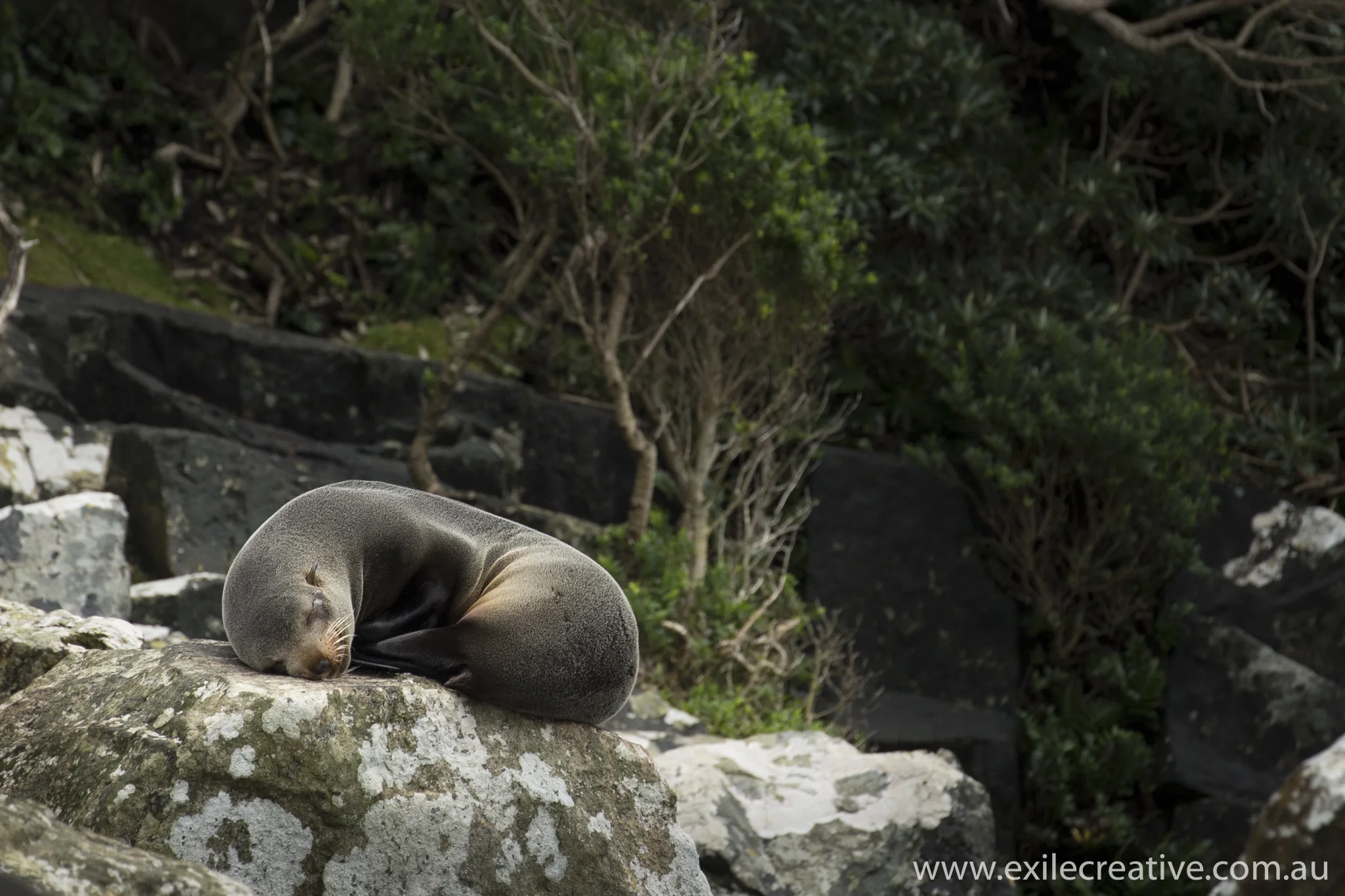 Fur seals. Canon 5Dmiii, 100-400L ii IS @ 400mm, ISO640, f/6.3, 1/400s