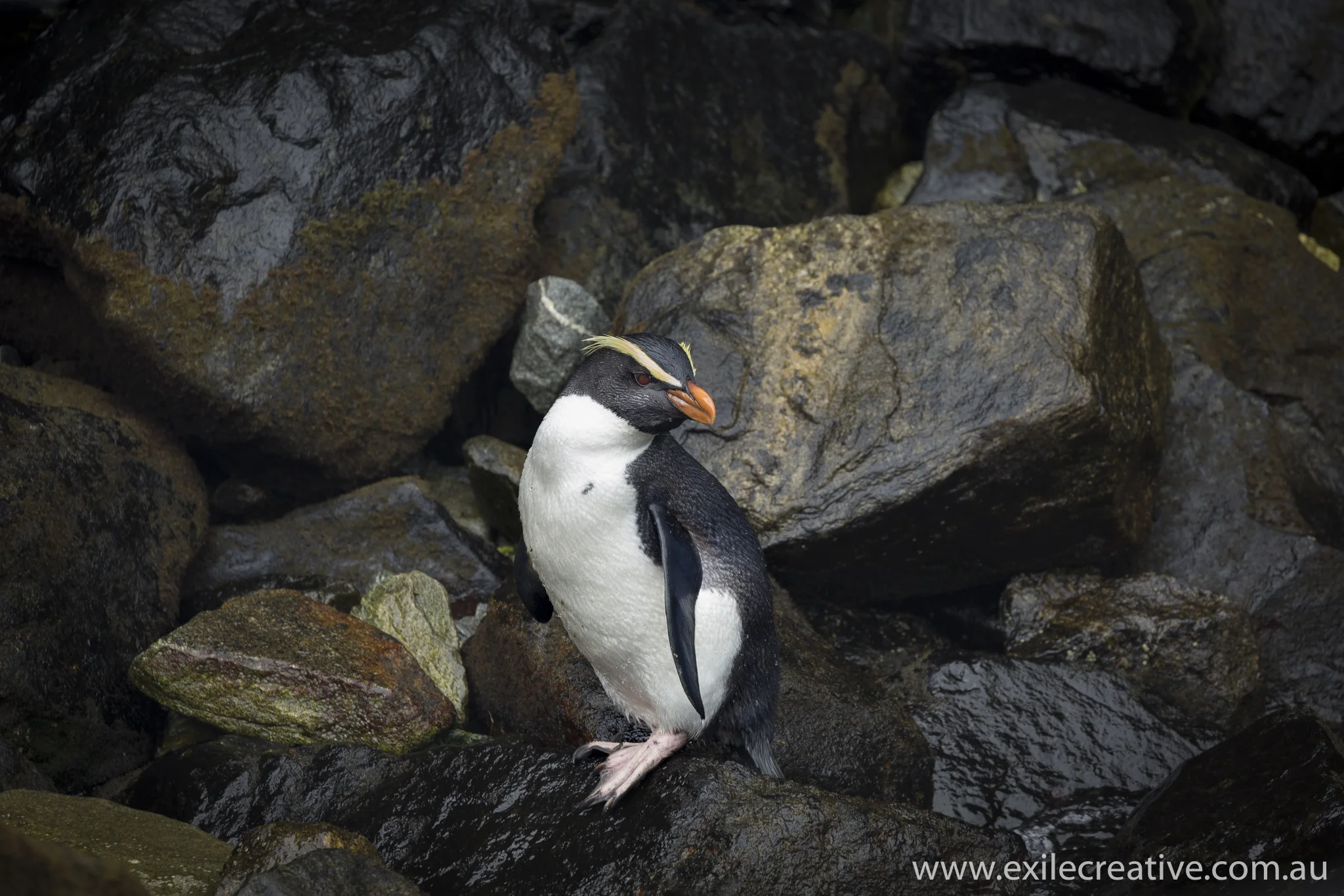 Fjordland Crested Penguin. We were so lucky to see this cutie! Canon 5Dmiii, 100-400L ii IS @ 400mm, ISO640, f/6.3, 1/250s
