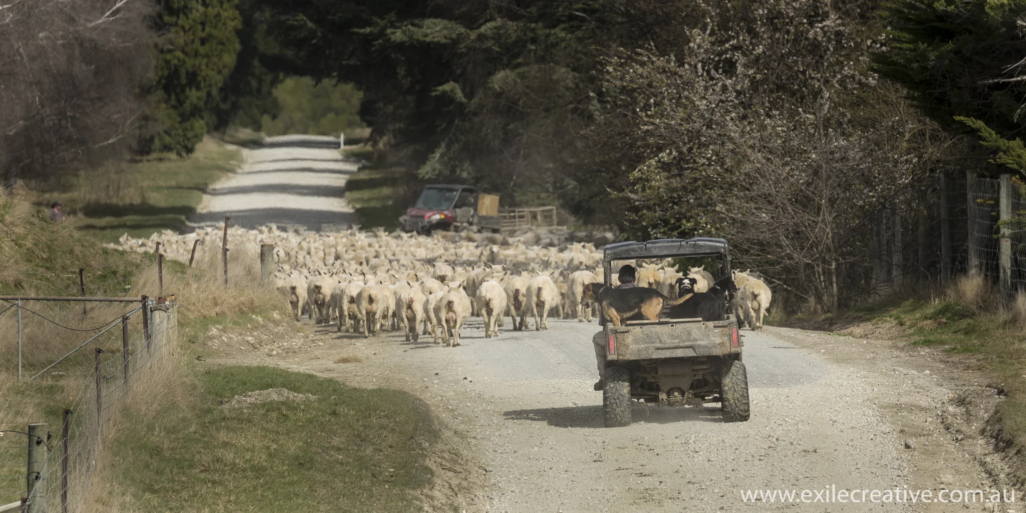 Rush hour on the Glenorchy-Paradise Rd. Canon 5Dmiii, 100-400L IS ii @ 400mm, ISO200, f/9, 1/400s
