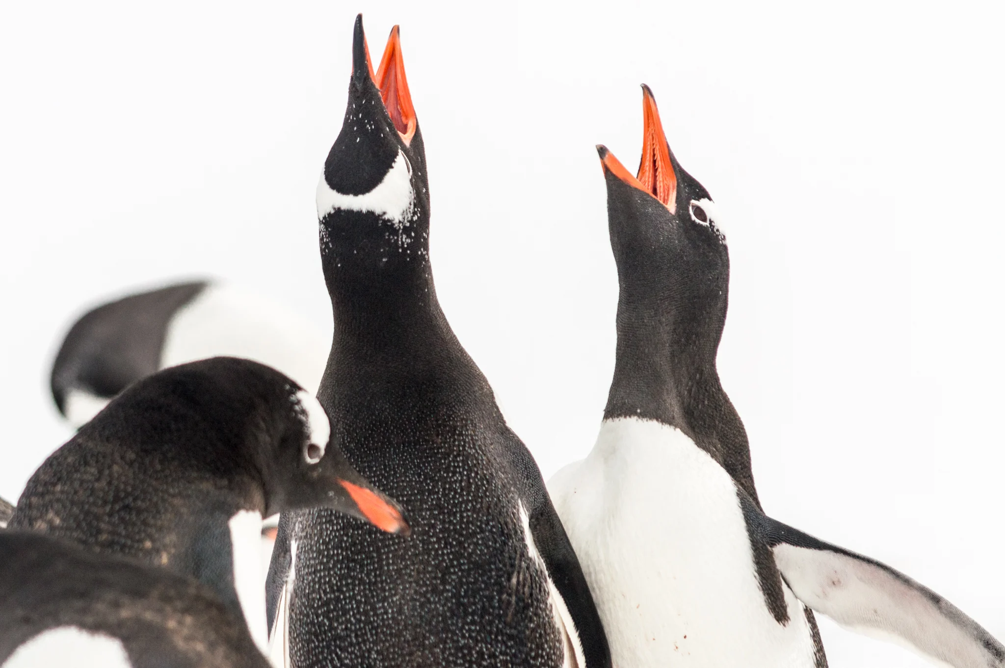 Penguin Shouting Contest Phil-15.jpg
