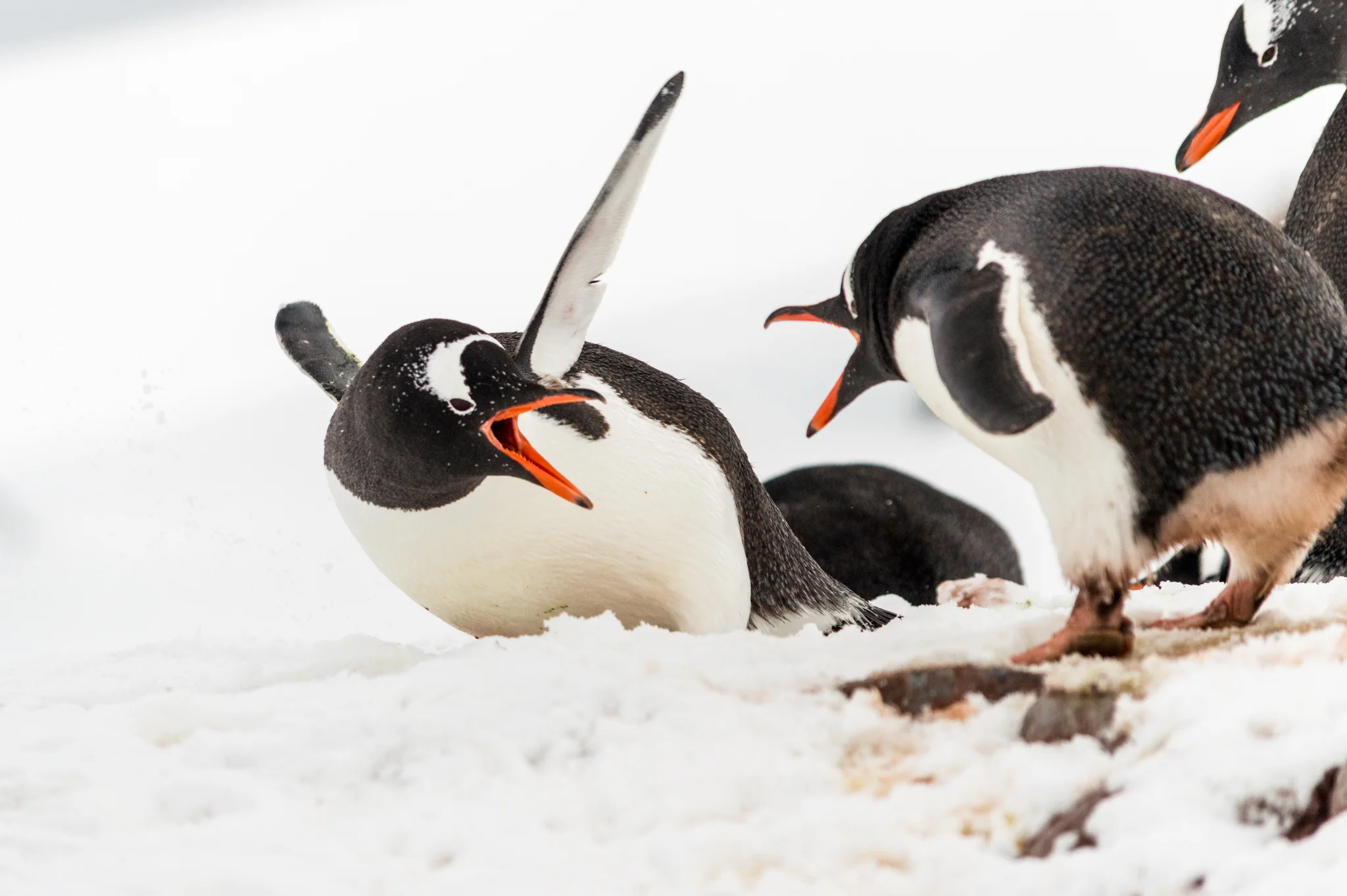 Penguins Pecking on Petermann Phil-14.jpg