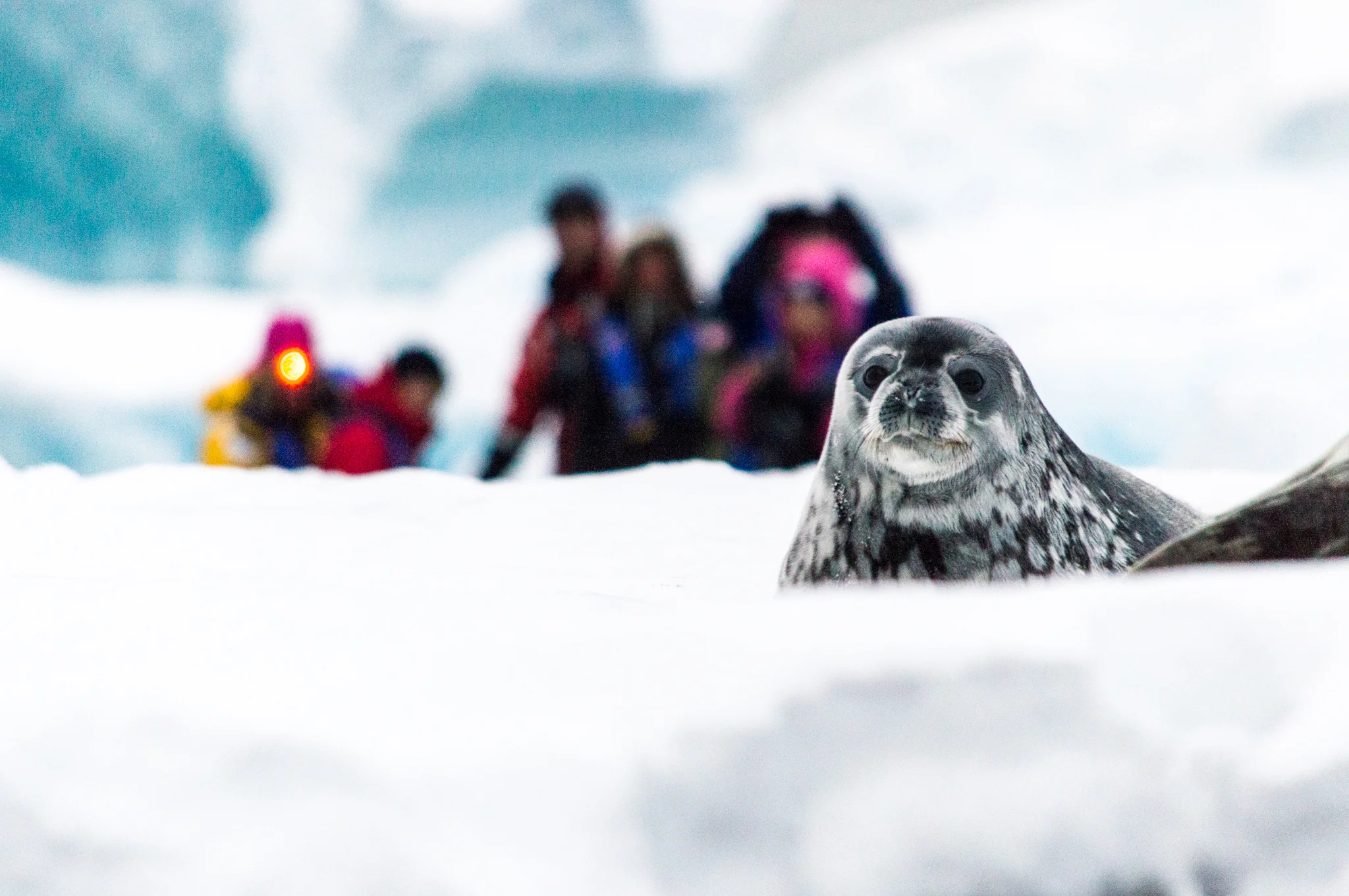 Photographing a Seal at Danco Phil-7.jpg