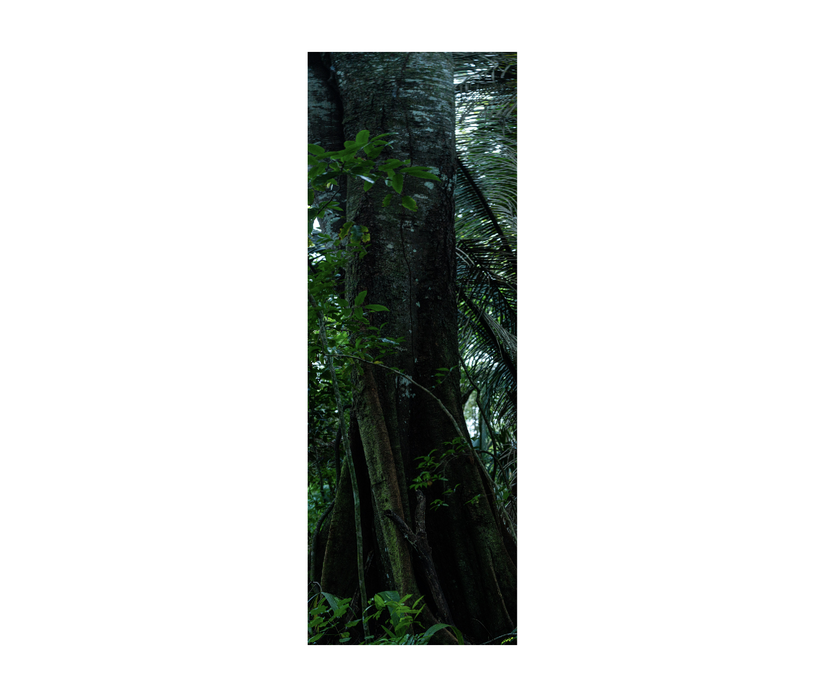 Screen Shot 2021-06-15 at 4.35.18 PM.png