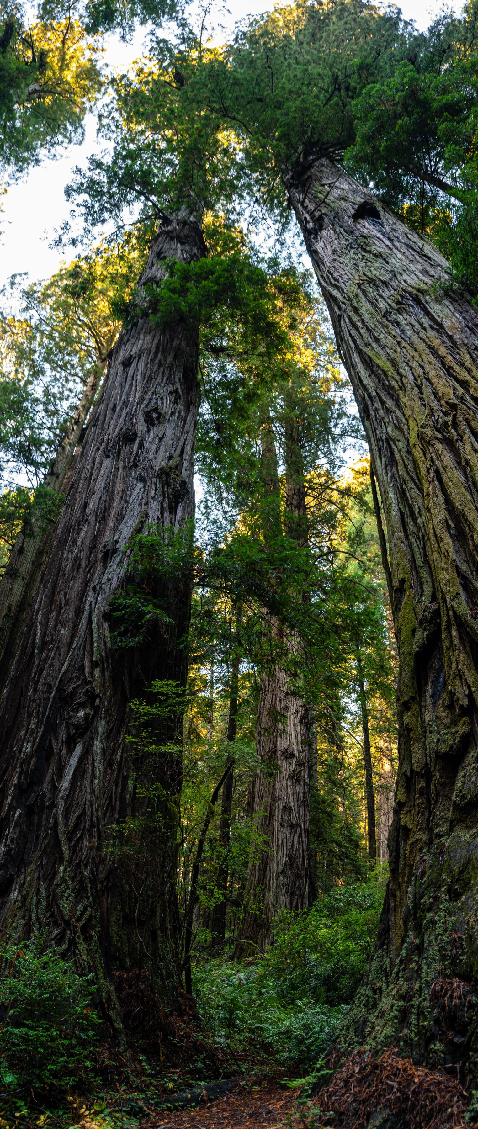 RedWoods_GNZPHOTO--8.jpg