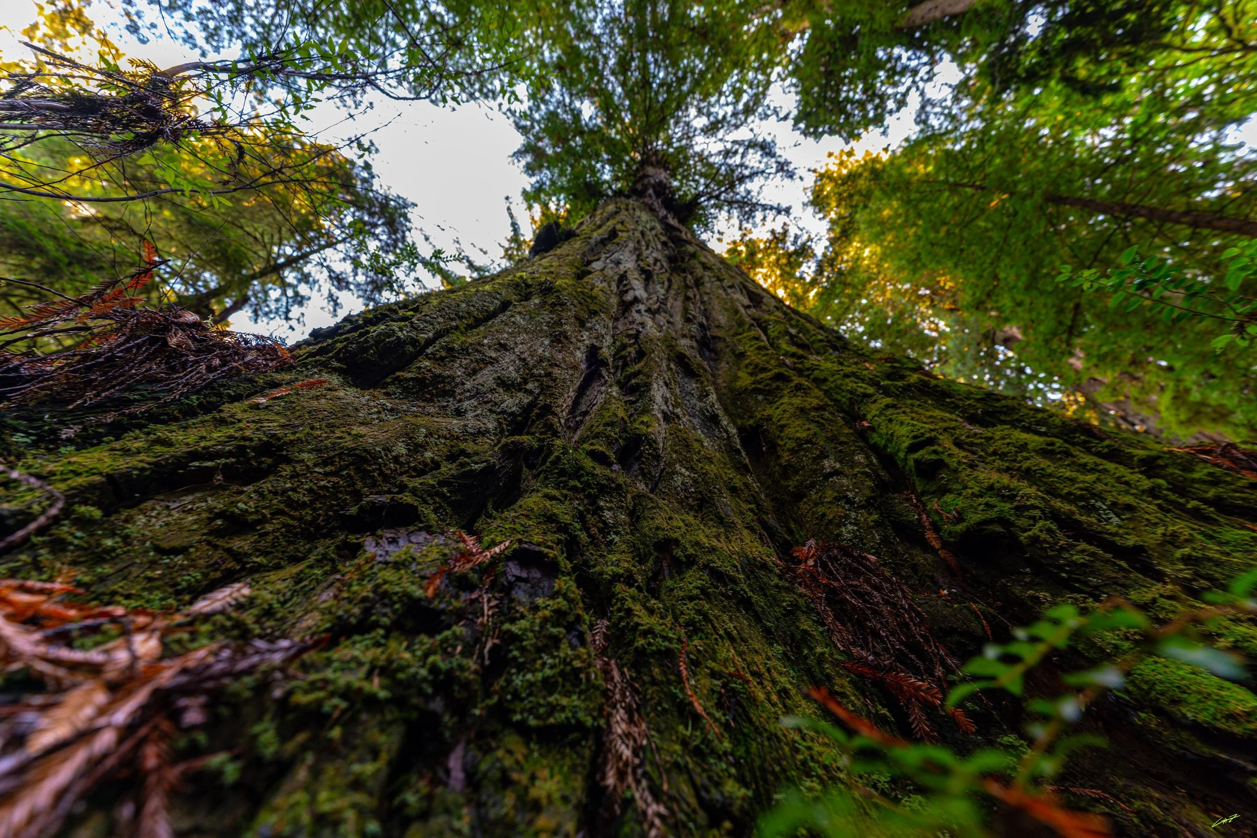 RedWoods_GNZPHOTO-305494.JPG