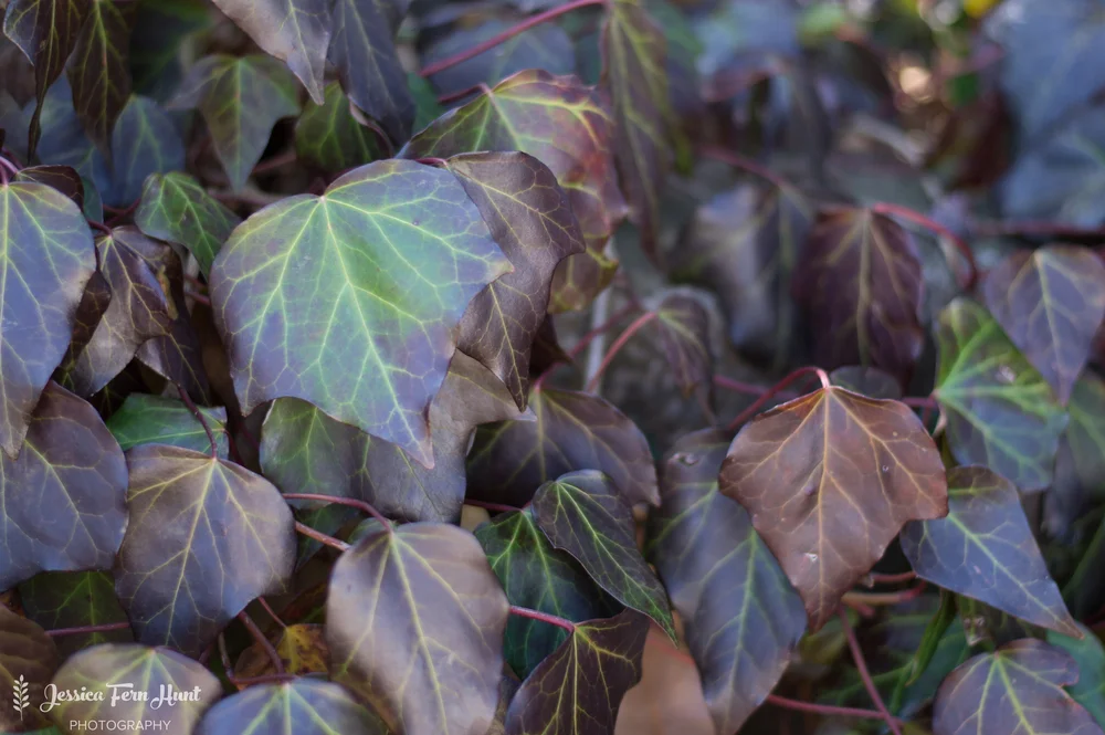 IvyLeaves.jpg