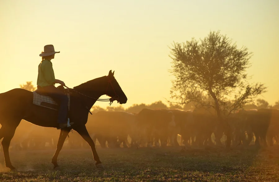 Courtney yarding the steers on dusk_-2.jpg