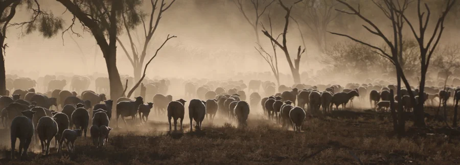 Sheep Herding at Trinidad Station by Wendy Sheehan