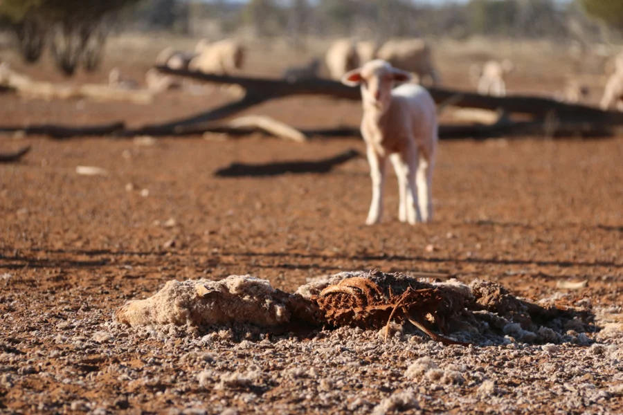 Death amougst the cottonseed by Wendy Sheehan