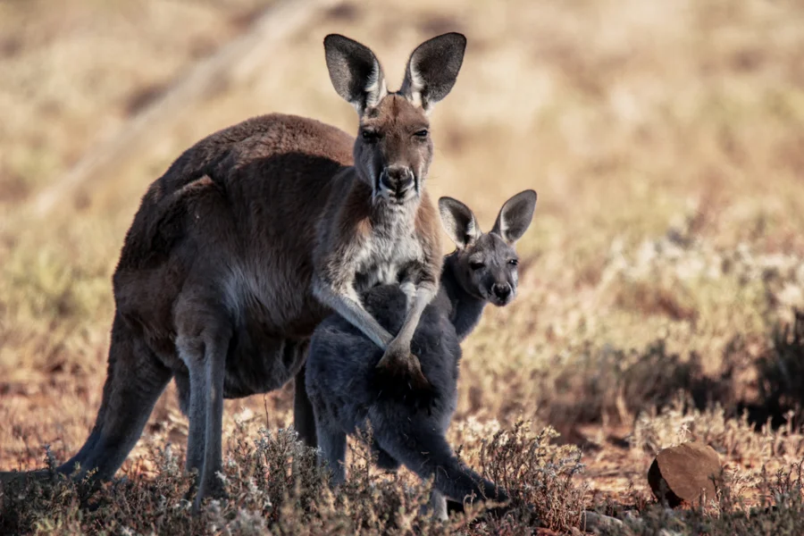 Kangaroos by Wendy Sheehan