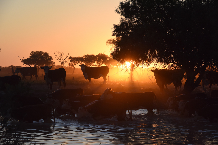 Sunset cows by Anne-Maree Lloyd
