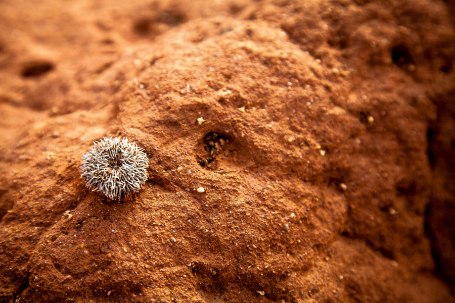 Red dirt and monkey butts