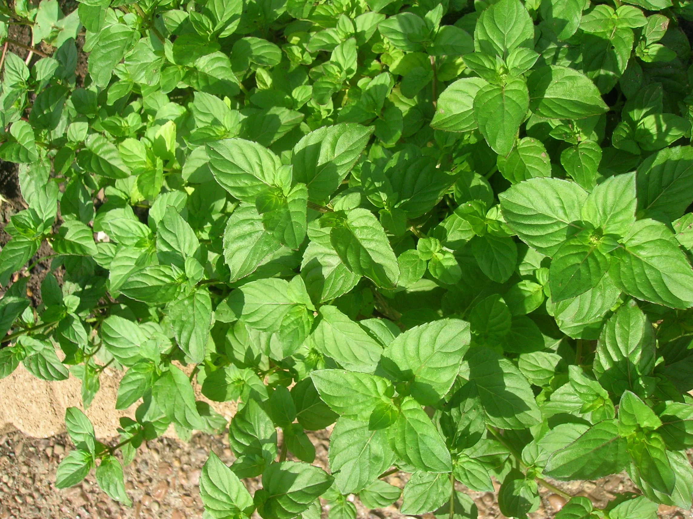 Enjoy mint on your skin to repel insects.