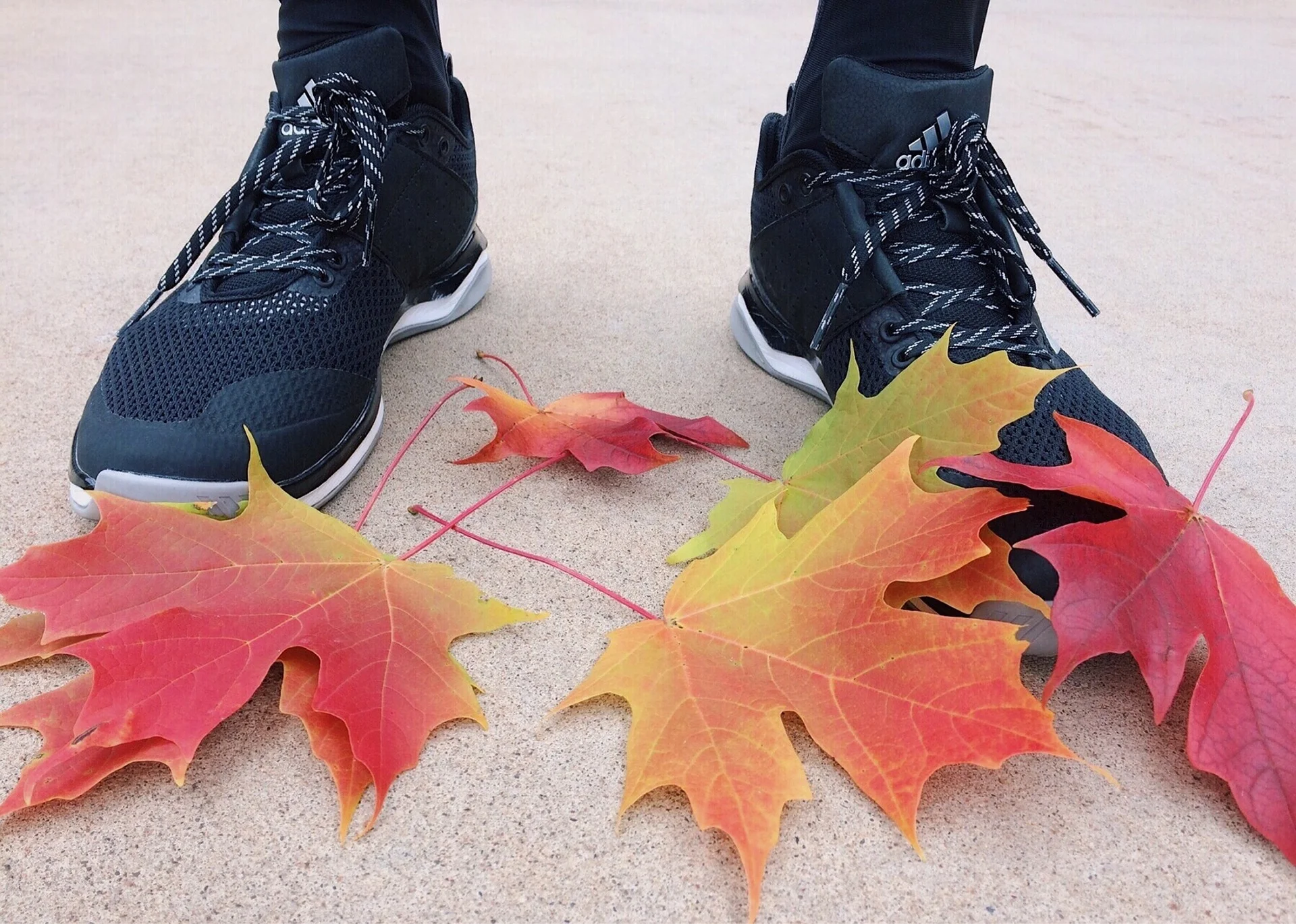 fall-2854257_1920.jpg