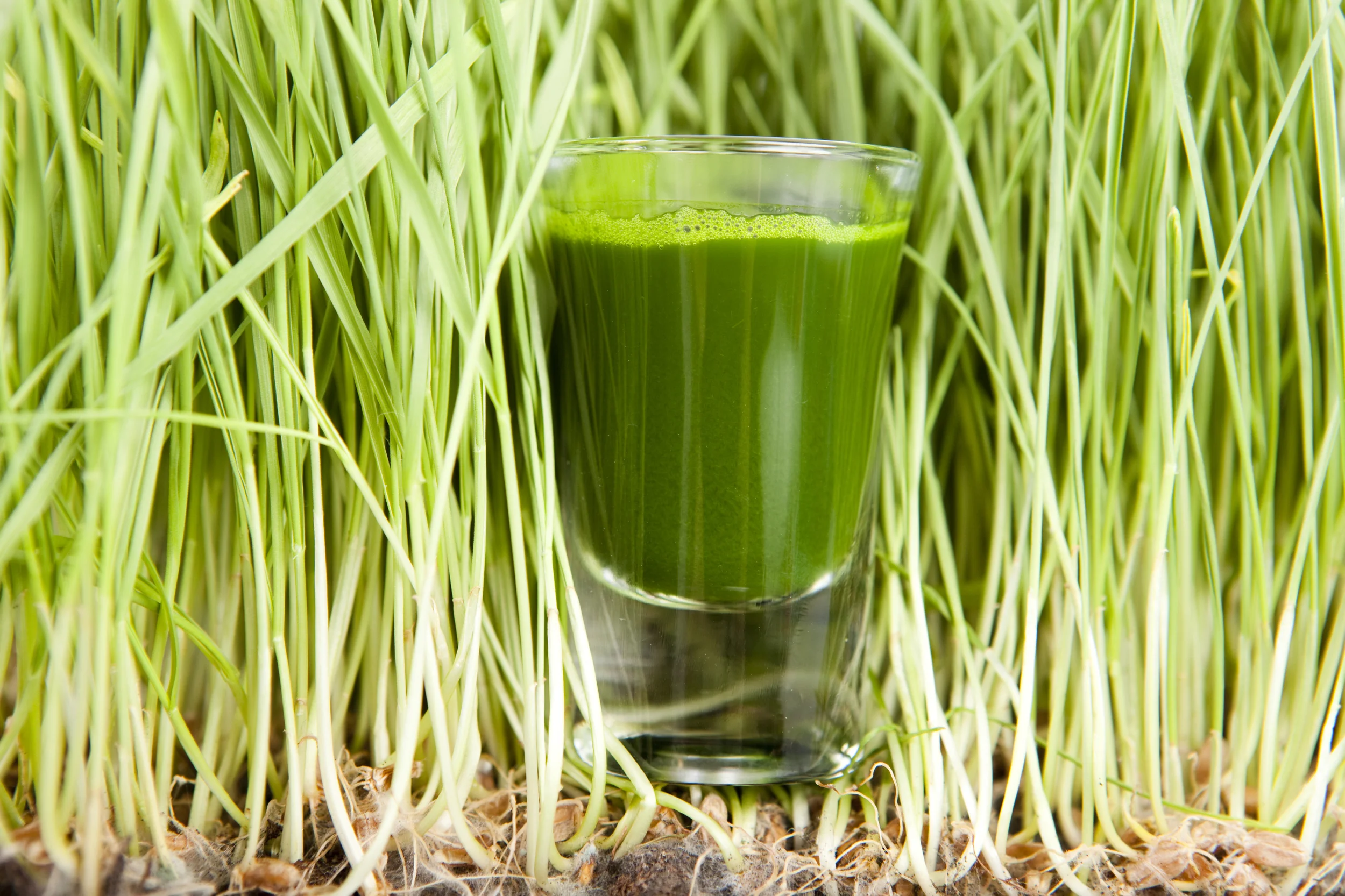 Wheatgrass