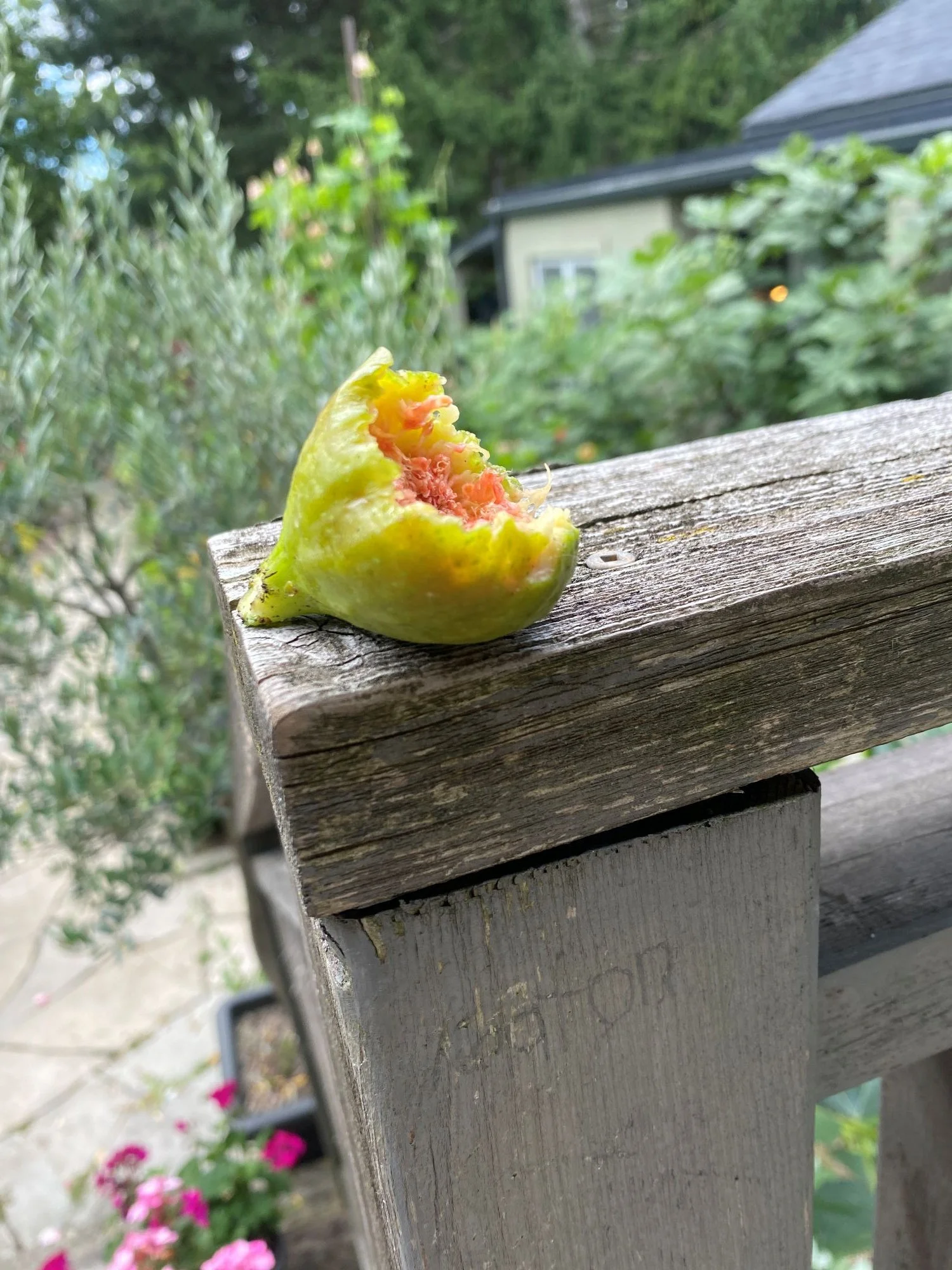 Partly eaten ripe fig left on a railing by a squirrel.
