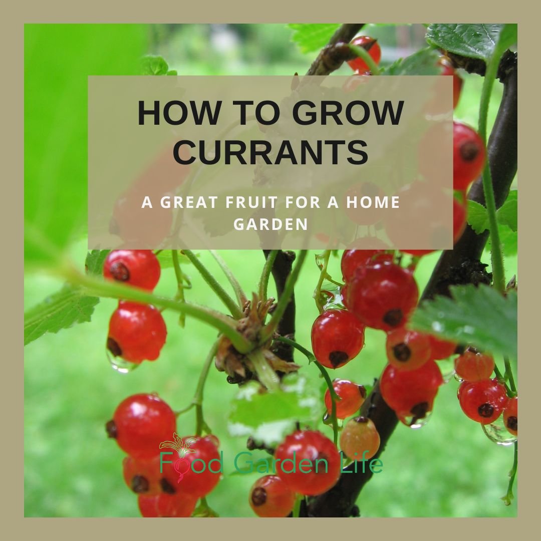 How to Grow Currants - A Great Fruit for a Home Garden — Food Garden Life