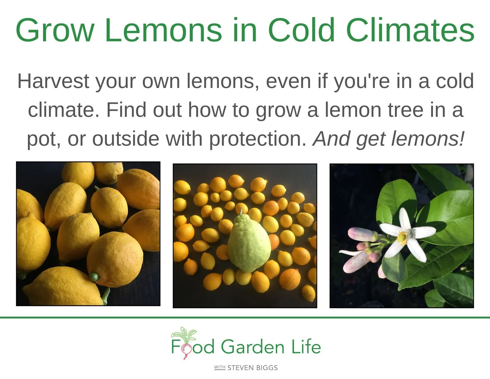 Figs and Winter Temperatures: What’s the Hardiness of a Fig Tree in ...