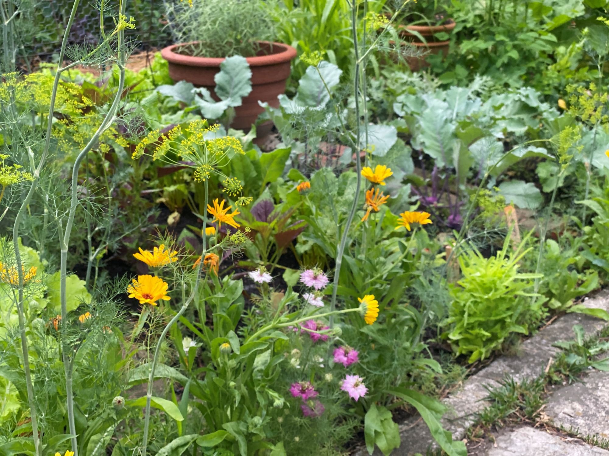 the potager garden, with herbs in terracotta pots and flowers alongside vegetables.