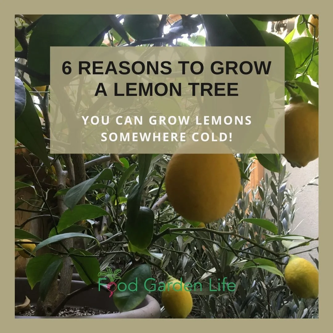 6 Reasons to Grow a Lemon Tree in a Cold Climate — Food Garden Life