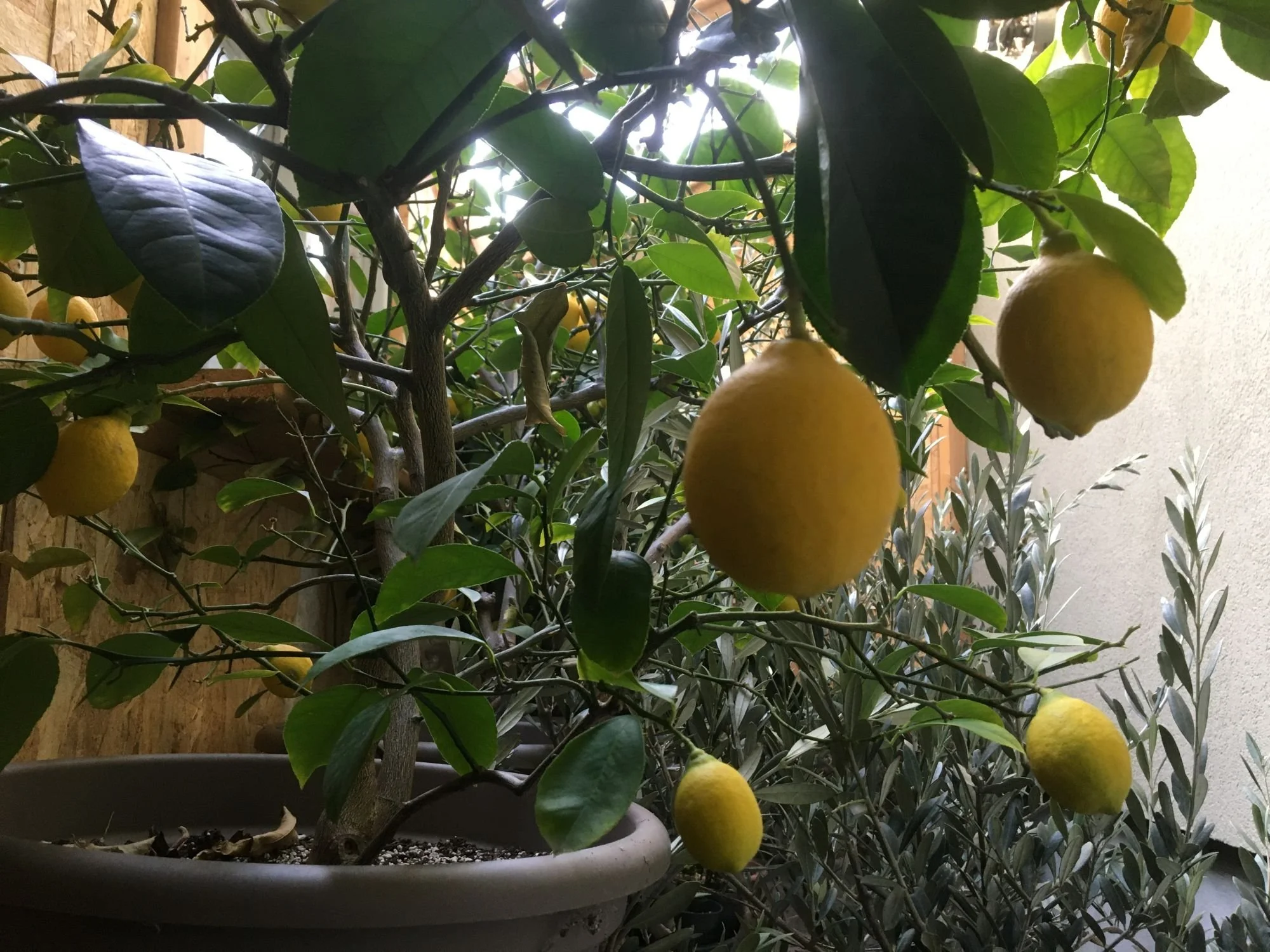 Potted lemon tree overwintering in a cool greenhouse