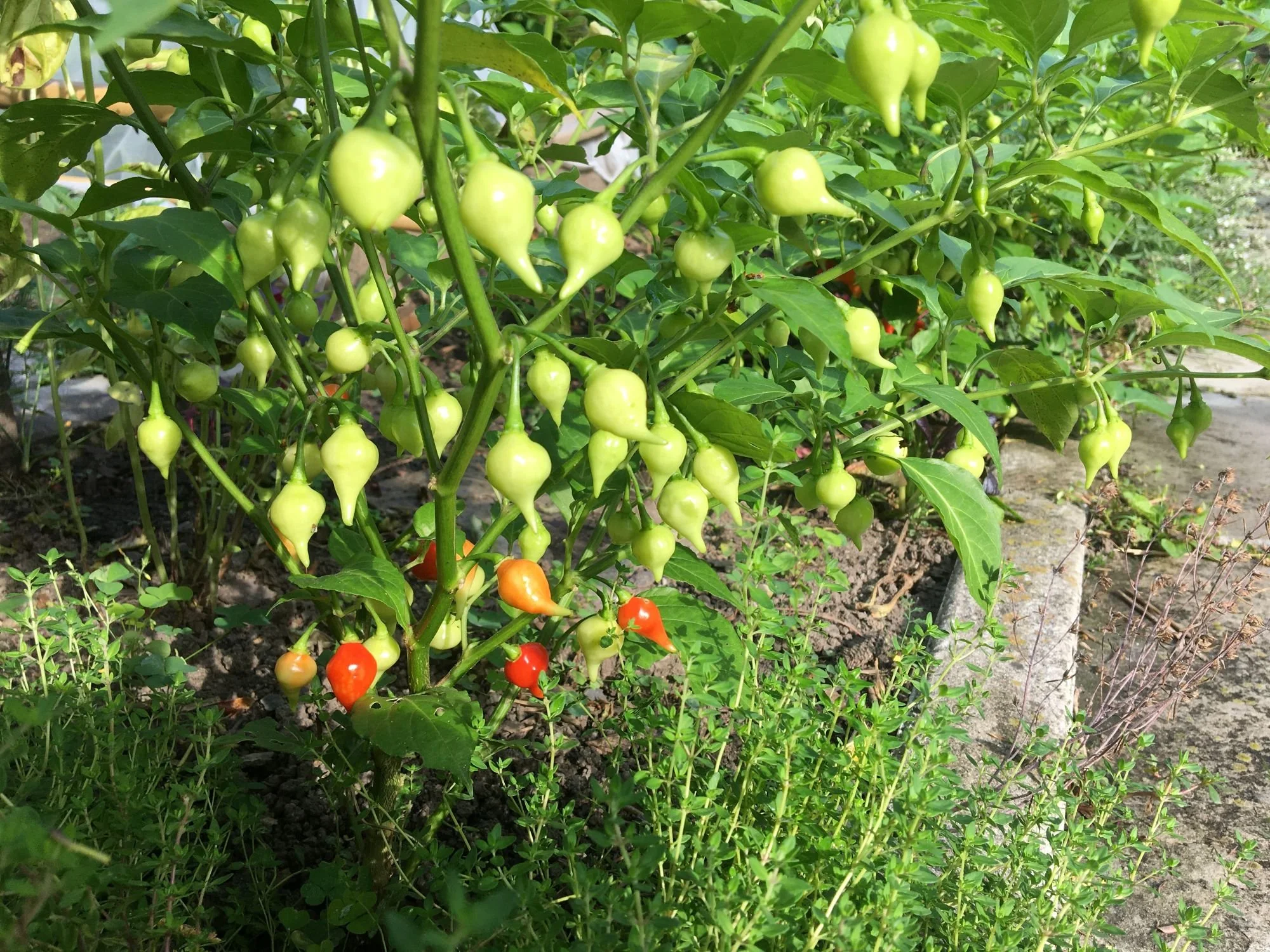 Biquinho pepper plants line the edge of a garden bed.