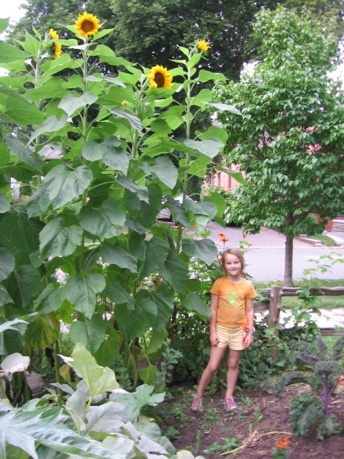 Giant sunflowers!