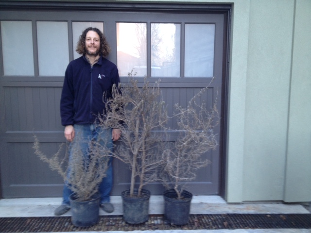 My Dad killed his rosemary plants!