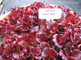 Garnet Rose lettuce