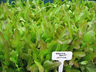 Bronze Beauty lettuce