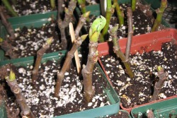 CUTTINGS.jpeg