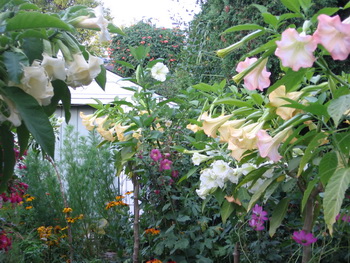 Brugmansia have spectacular, trupet-shaped blooms