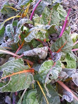 Swiss chard looks beautiful when painted by frost.
