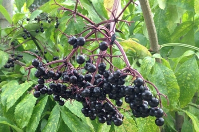 Grow no-fuss backyard fruit such as elderberry