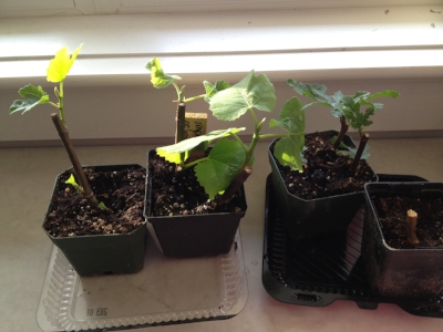 8 FIG CUTTINGS From An 1800s North Carolina Plantation Fig Tree