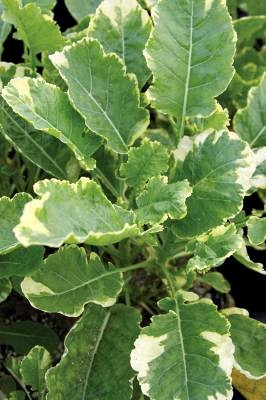 Kosmic Kale