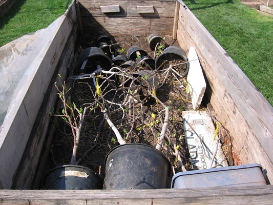 Adriano Ferreira overwinters potted fig trees in a wooden box.