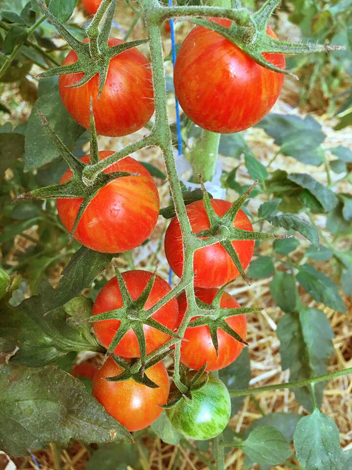 Agi Red tomato