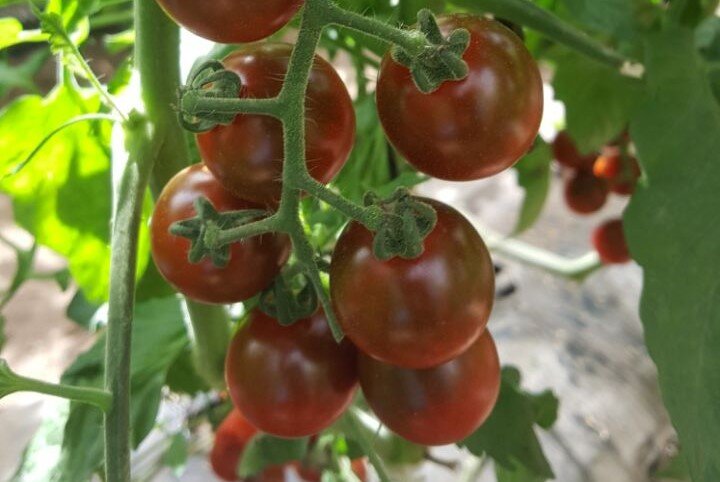 Madera cherry tomato