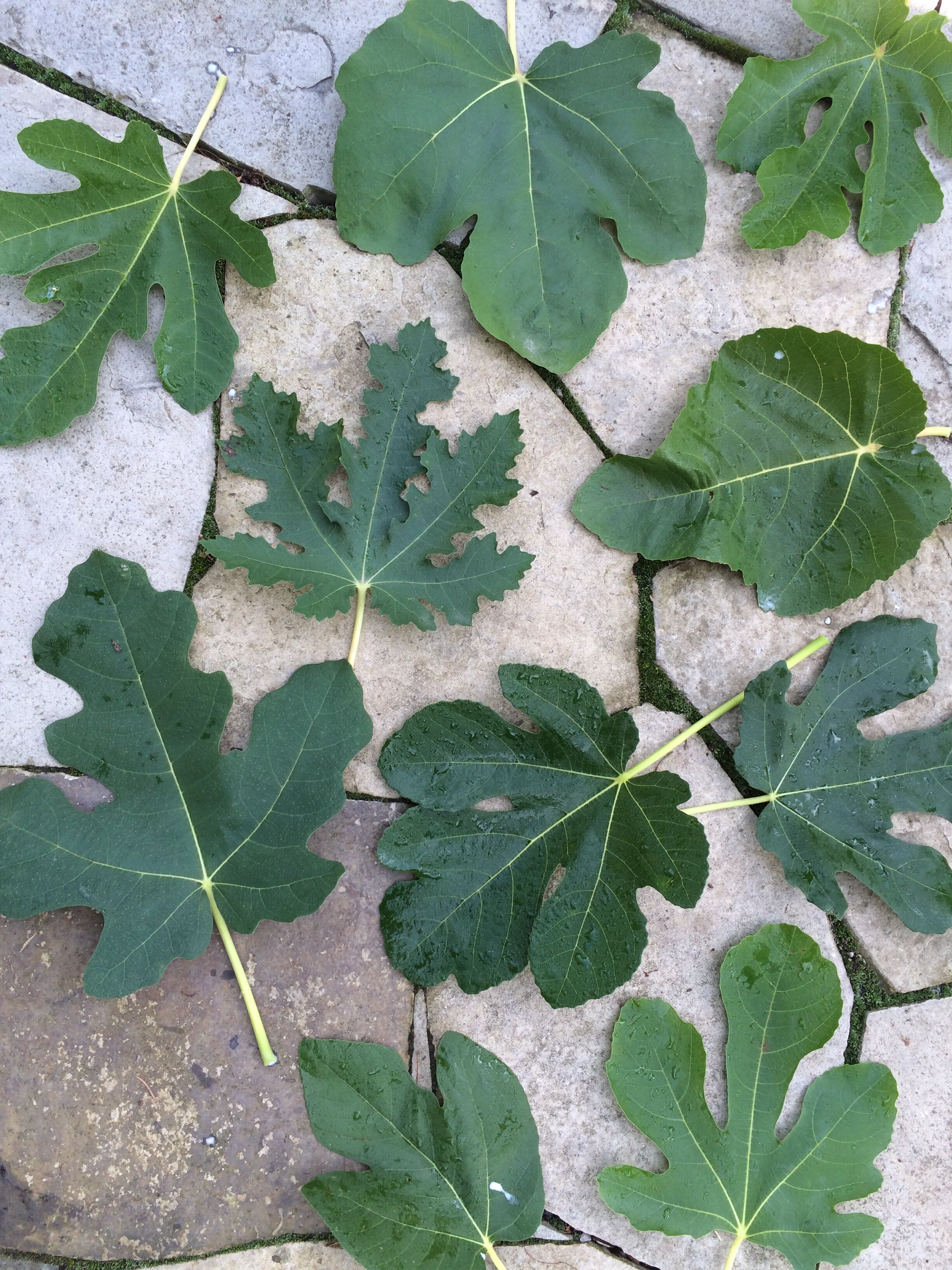 Cooking with fig leaves — Food Garden Life Edible Garden, Vegetable