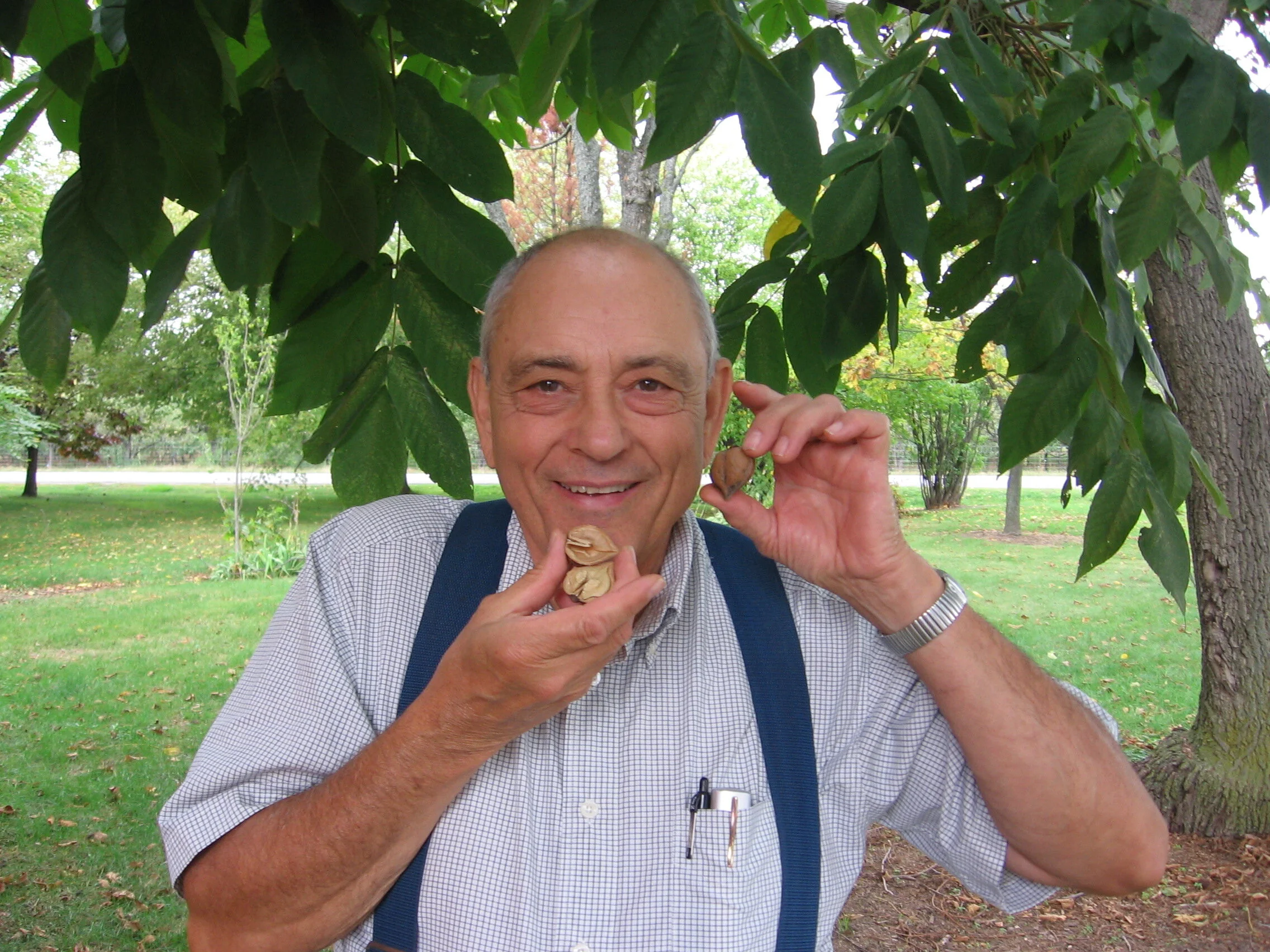 Cold Climate Nut Trees , Walnut Tree Climate Requirements – UHUI