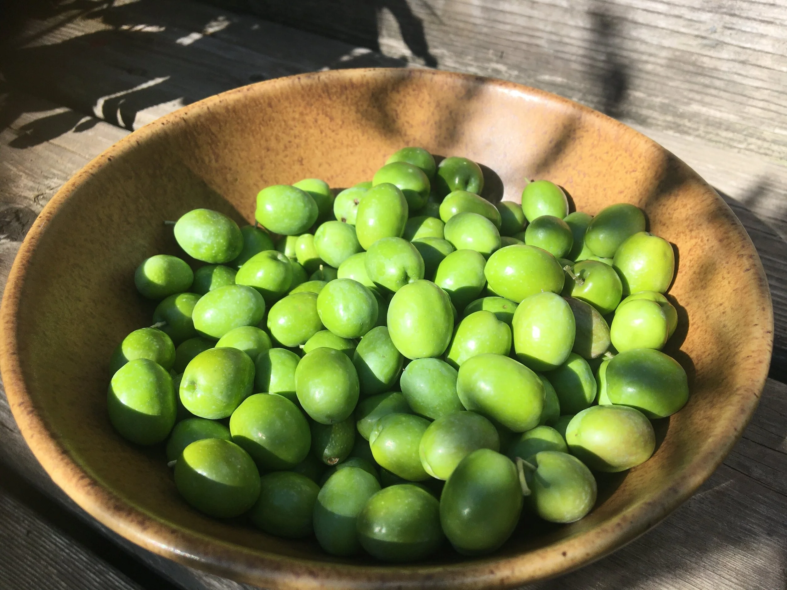 Grow Olives in Cold Climates — Food Garden Life