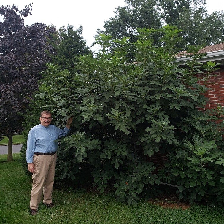 3 fresh cuttings hardy New Jersey fig tree survive winter without protection 3 fresh cuttings hardy New Jersey fig tree survive winter without protection