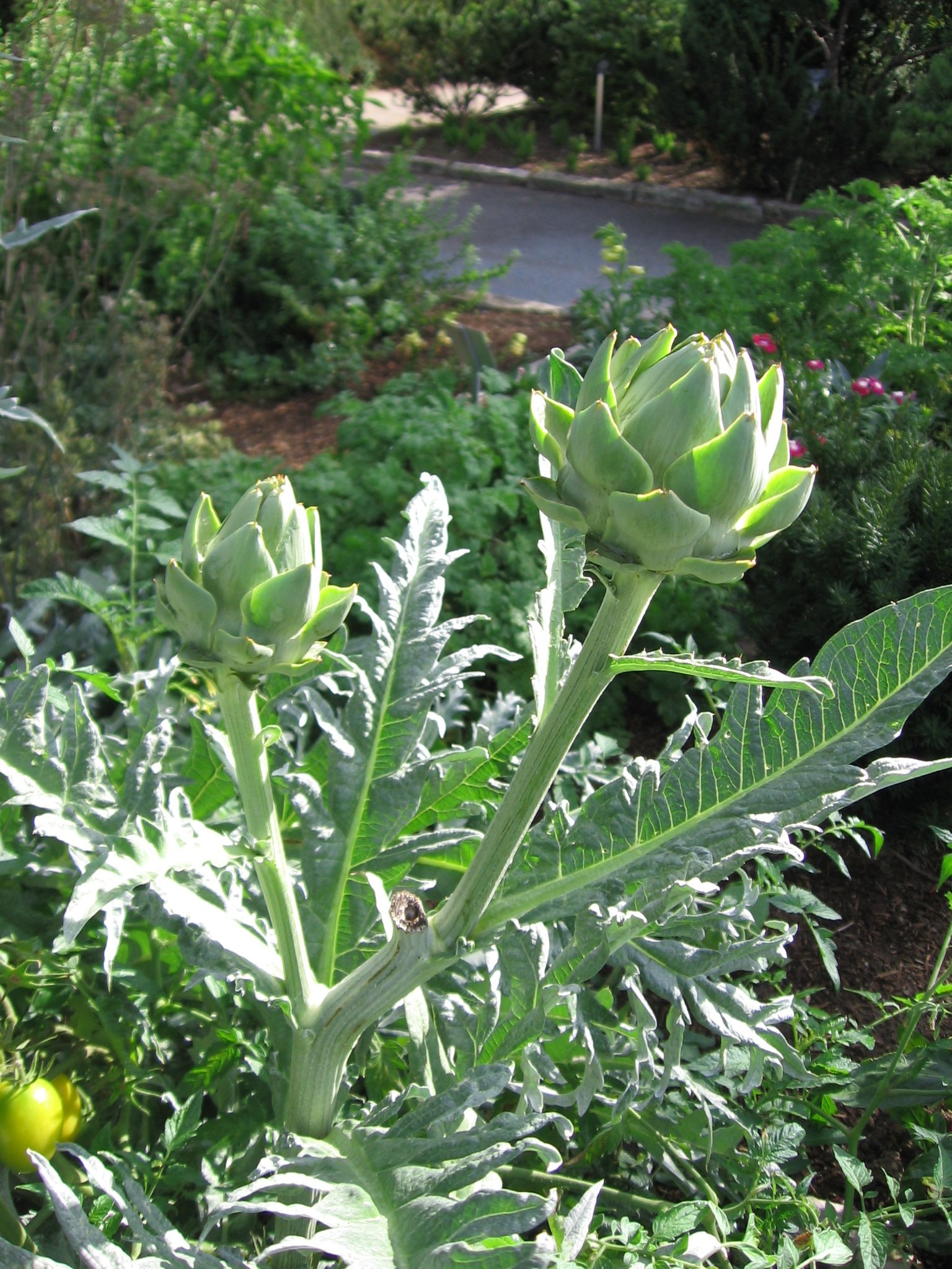 Image of Artichokes plant